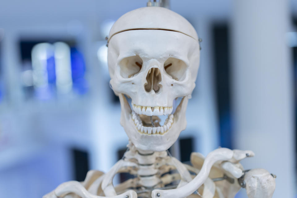 closeup of a skeleton