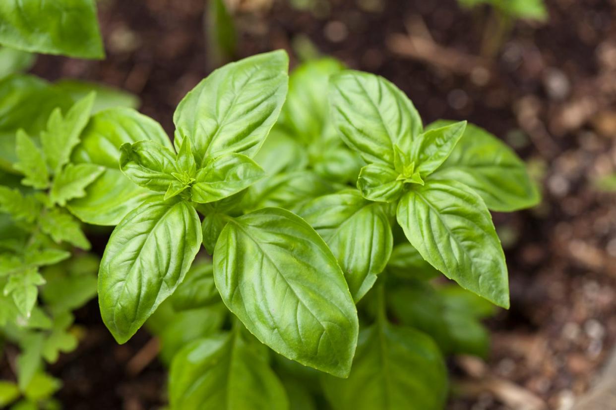 basil plants