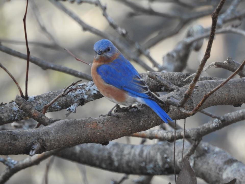 Bluebirds add color to the Seacoast's winter landscape, but they aren't really blue. The structure of their feathers make them appear blue in the light to our eyes.