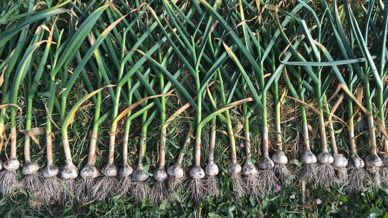 A row of harvested hardneck garlic