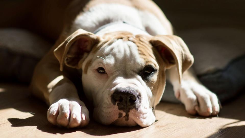 american bulldog pup lying in sunny room looking at camera