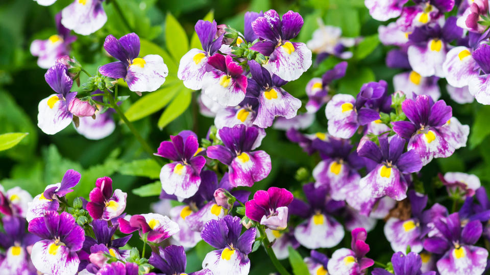 Purple nemesia blooms