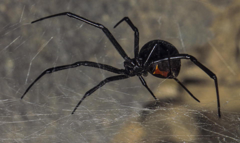 a black widow spider