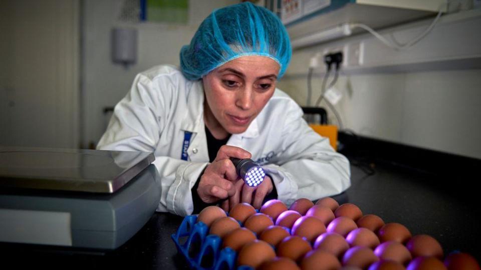 A woman inspecting eggs
