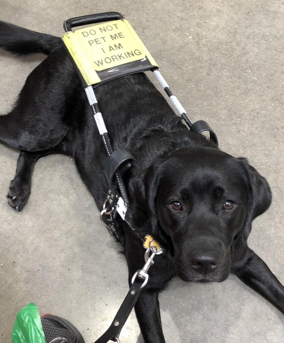 Sara, a 3.5 year old black Labrador, poses with her harness that reads, "Do not pet me I am working." (Credit: Robbie Esper)