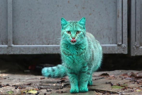 Mystery of bright green cat at seaside resort