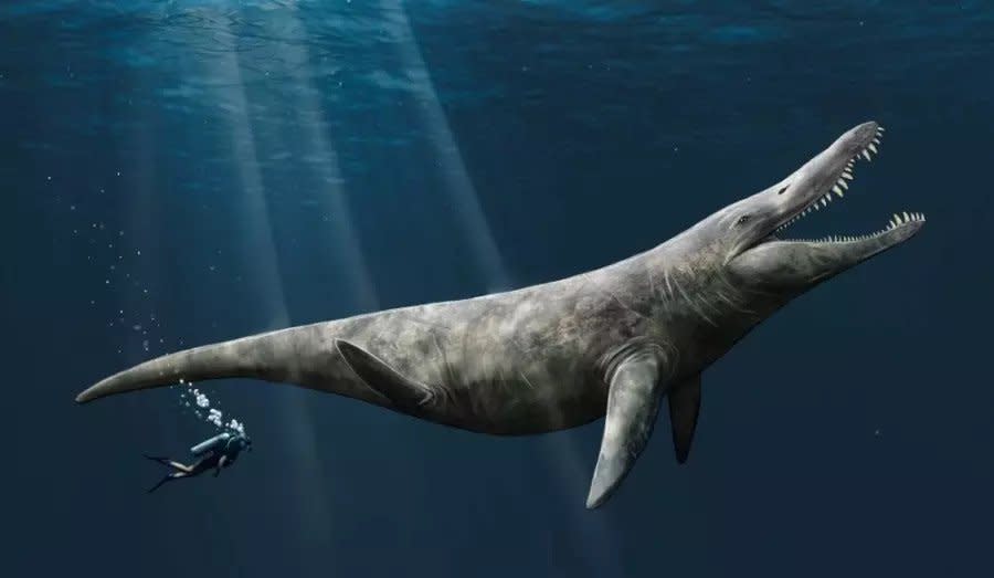  An artist's illustration of the pliosaur, an ancient ambush predator twice the size of an orca. 