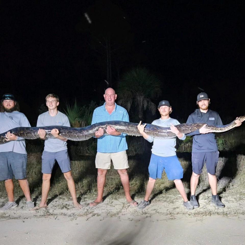 A team of python hunters, led by Mike Elfenbein, center, captured a 198 pound Burmese python in the Big Cypress Preserve on Nov. 3. The python was the second-heaviest ever caught in Florida.