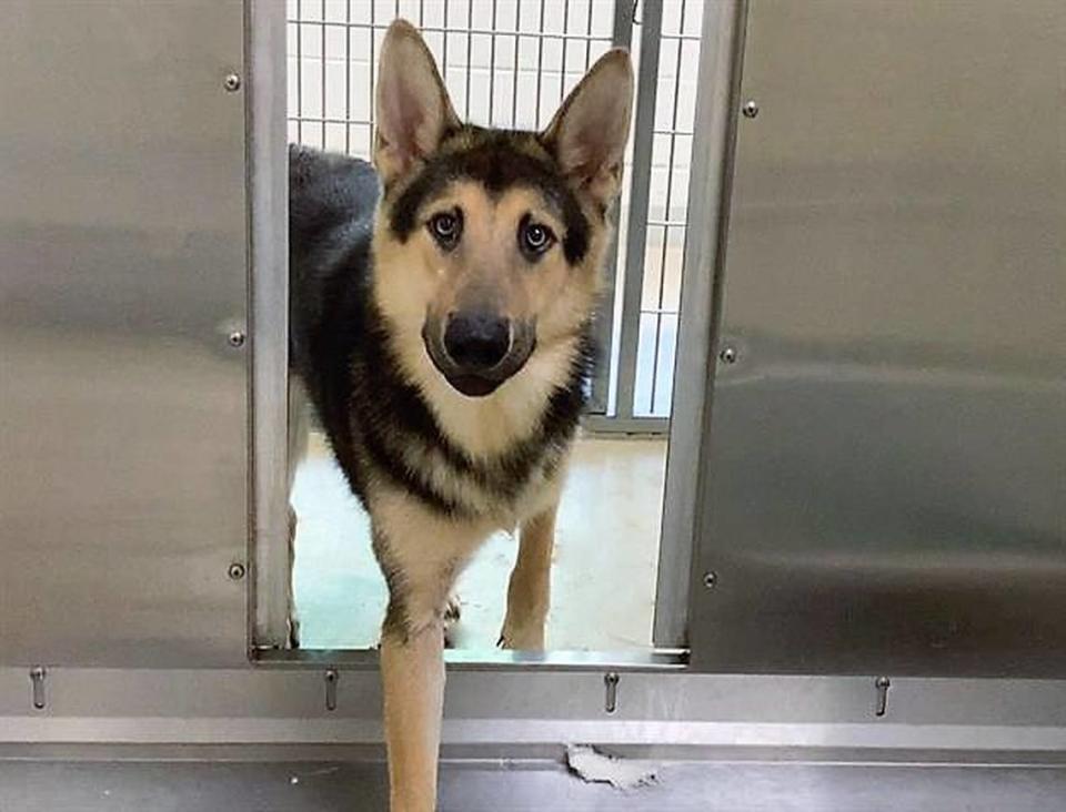 Orange County Animal Services said a presumed to be wolf-German shepherd hybrid that escaped from its enclosure in July was found dead Monday. This is one of the other dogs that was previously captured.