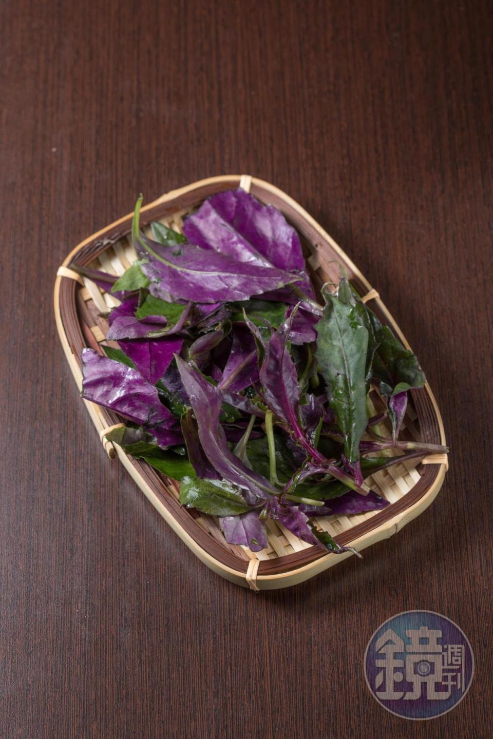 菊科的「紅鳳菜」葉背紫紅，草香濃郁，早期認為是補血佳品。