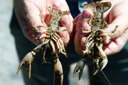 Andreas Stephan of the Karlsruhe University of Education holds calico crayfish (Orconectes immunis) in Rheinstetten, Germany, August 9, 2018. REUTERS/Ralph Orlowski