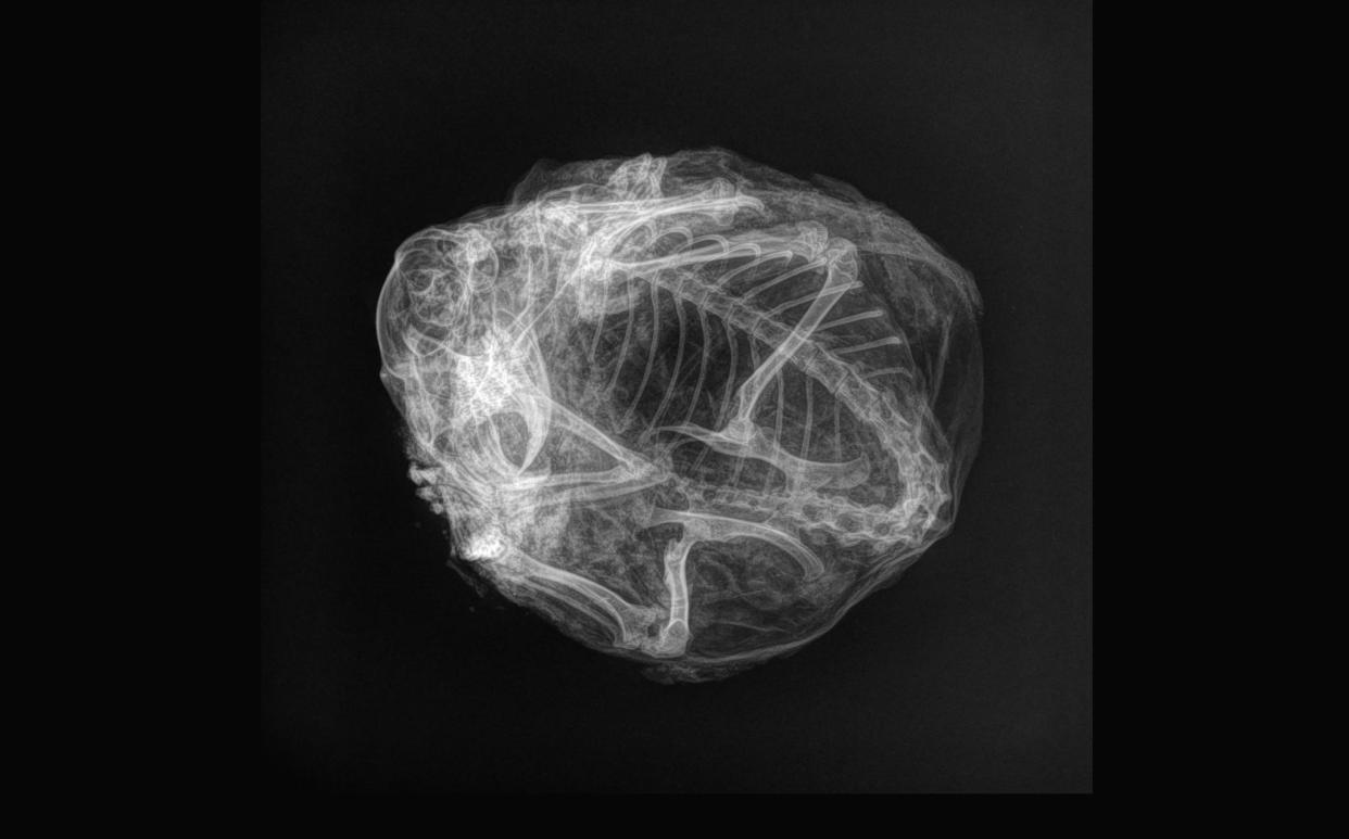 An X-ray of a balled-up squirrel skeleton in an almost perfect circle with its legs folded up and its skull visible.