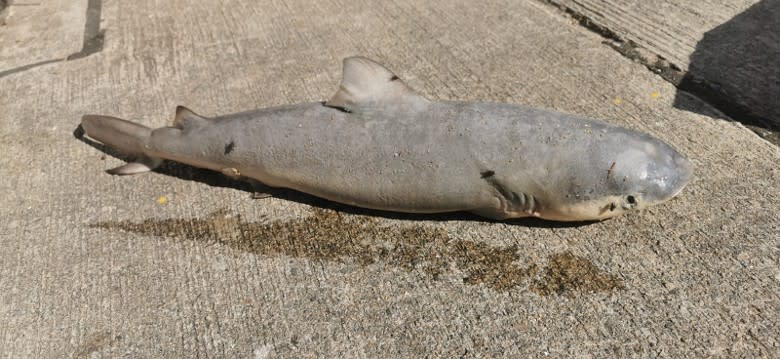 鯊魚屍體擱淺海上。