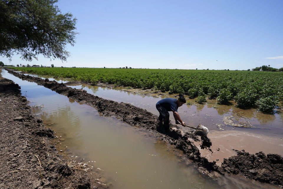 Adan Vallejo blocks water with mud as he irrigates a field of cotton with water from the Colorado River, Sunday, Aug. 14, 2022, near Ejido Mezquital, Mexico. By the time the Colorado River reaches Mexico, just a fraction of its water is left for the fields of the Mexicali Valley and millions of people in northwestern desert cities. (AP Photo/Gregory Bull)
