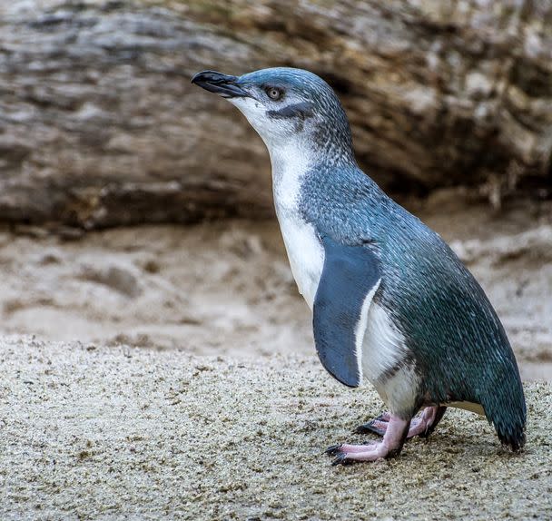 The smallest species is the Little Blue Penguin.