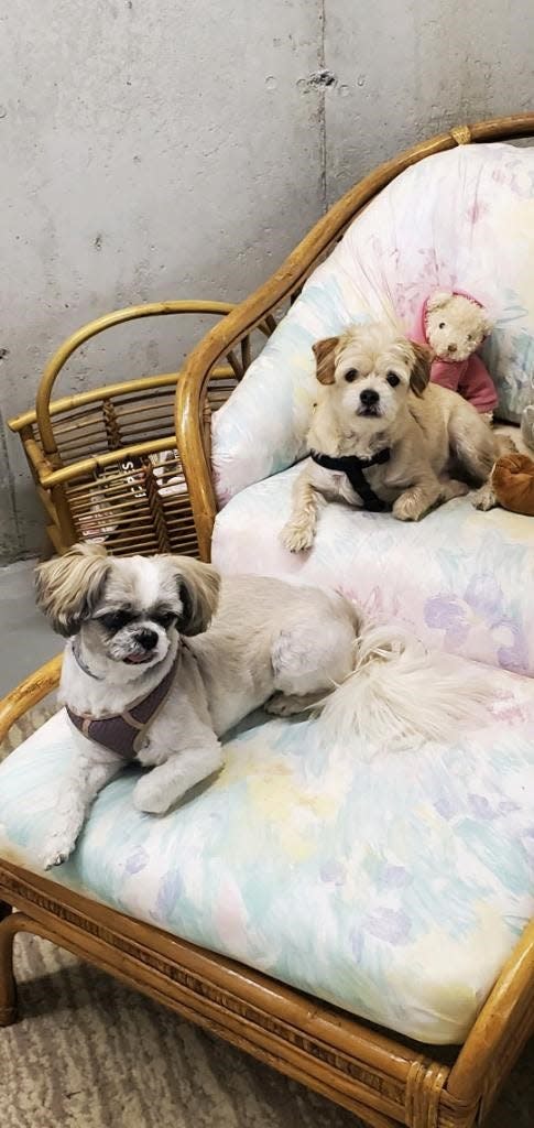 Doggy wedding: The bride, a 10-year-old Shih Tzu named Freckles, and the groom, a 7-year-old Chihuahua Terrier mix named Benji, met two years ago.