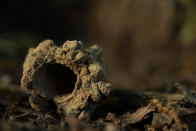 A cicada turret is seen at he base of an oak tree Tuesday, May 4, 2021, on the University of Maryland campus in College Park, Md. Cicada nymphs create turrets above the tunnel hole where they eventually emerge. Trillions of cicadas are about to emerge from 15 states in the U.S. East. Scientists say Brood X (as in ten, not the letter) is one of the biggest for these bugs which come out only once every 17 years. (AP Photo/Carolyn Kaster)