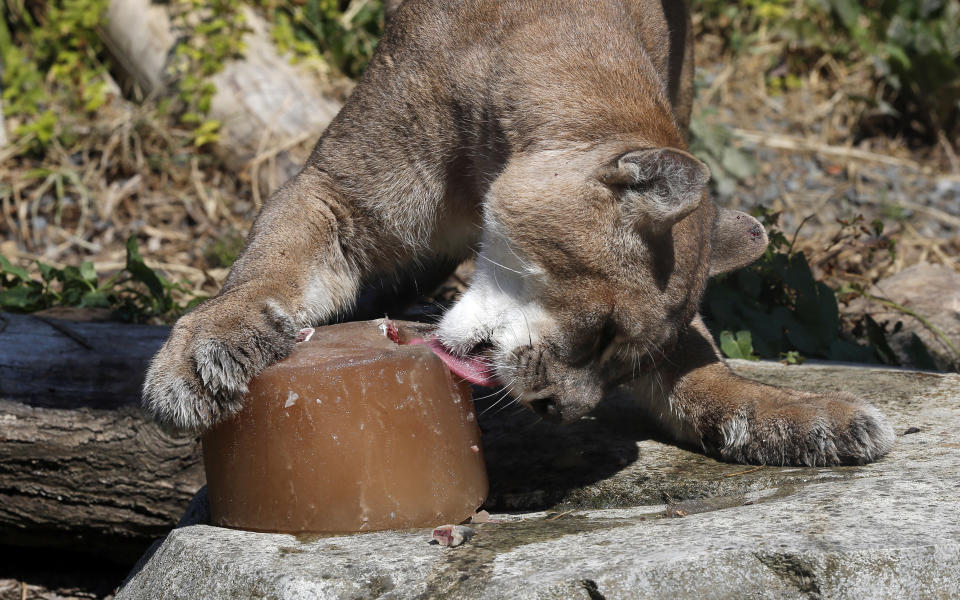 A puma cools off with an ice cube made with frozen meat juice at the Zoo of Vincennes in Paris on Aug, 2, 2018. Hot air from Africa brought a heatwave to Europe, prompting health warnings about Sahara Desert dust and exceptionally high temperatures that are forecast to peak at 116.6F in some southern areas. (Photo: Michel Euler/AP)