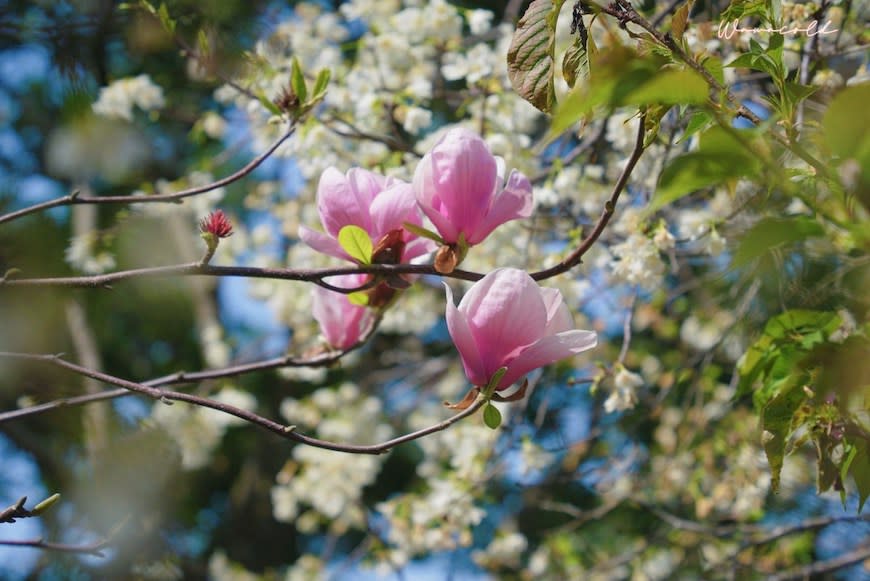 台中后里｜中科崴立櫻花公園