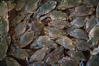 <p>Soft shell crabs lie in a wooden box before they are sorted to be sold on Tangier Island, Virginia, Aug. 2, 2017. (Photo: Adrees Latif/Reuters) </p>