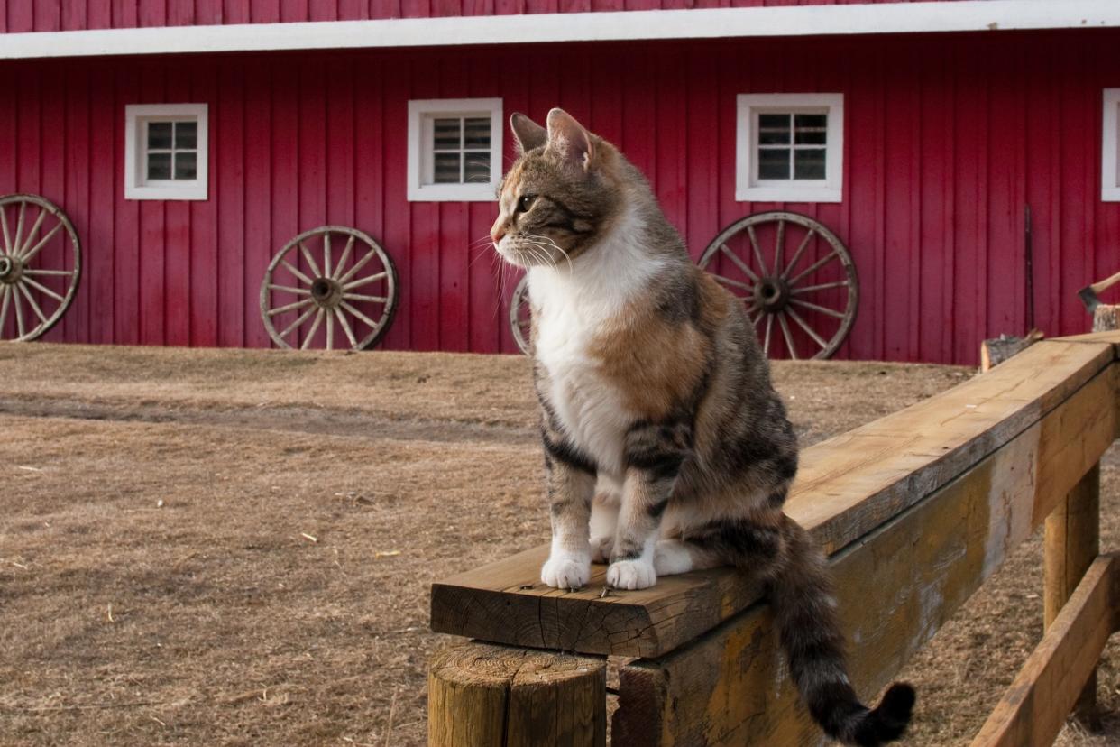 cat outside of barn