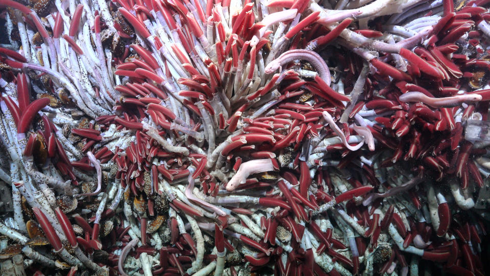 Eine große Ansammlung von Röhrenwürmern in den Fava Flow Suburbs, einer Stelle am Ostpazifischen Rücken in 2.500 Metern Tiefe. In diesem Gebiet wurden Experimente durchgeführt, bei denen die Theorie der Ausbreitung von Arten durch Risse in der Erdkruste getestet wurde. (Bild: C: Schmidt Ocean Institute mit freundlicher Genehmigung der Universität Wien)