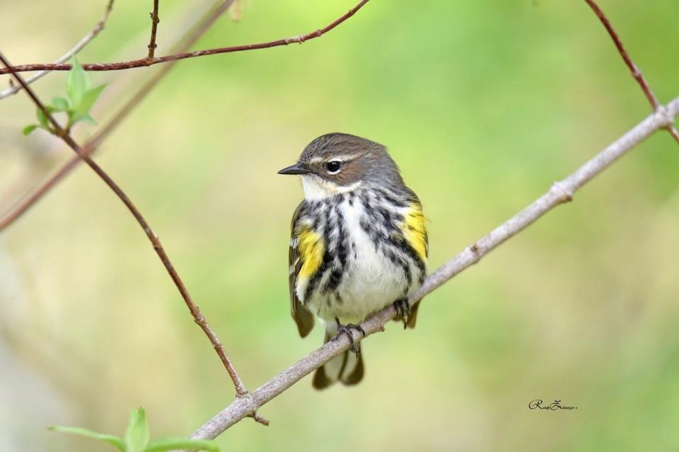 Randy Zilenziger took this photo of a Yellow-rumped Warbler at Magee Marsh in 2016. Zilenziger’s bird photos will be part of a display at Lakeside during the Biggest Week in American Birding.