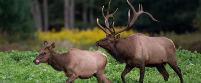 The Worst States for Crashes With Deer and Other Animals