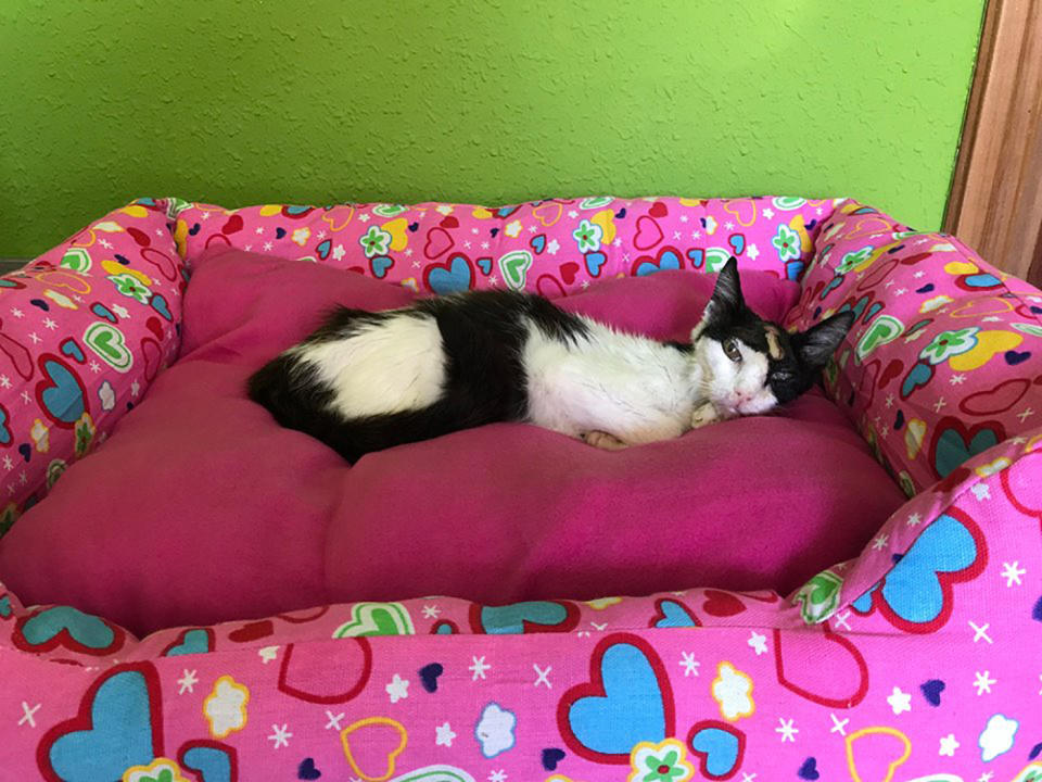 Oreo, gata callejera en su primera cama en mi hogar vía https://annakubrickcontent.com