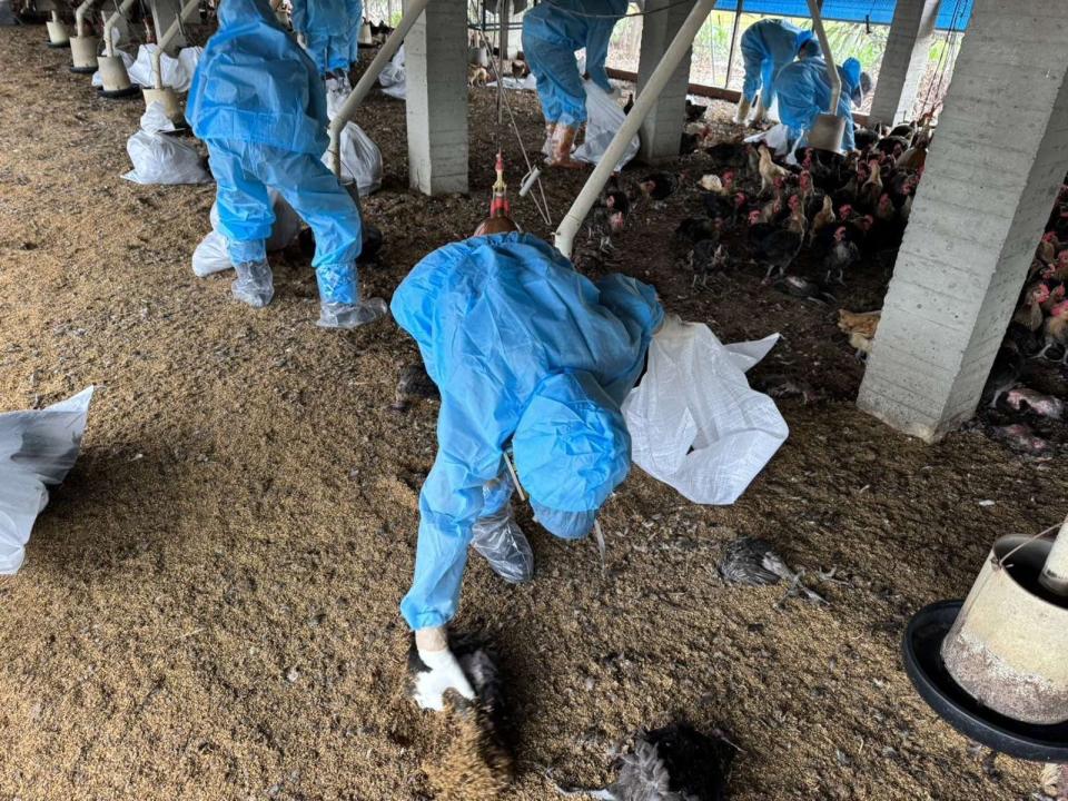 雲林縣東勢鄉1處土雞場主動通報確診H5N1亞型高病原性禽流感。（雲林縣府提供）