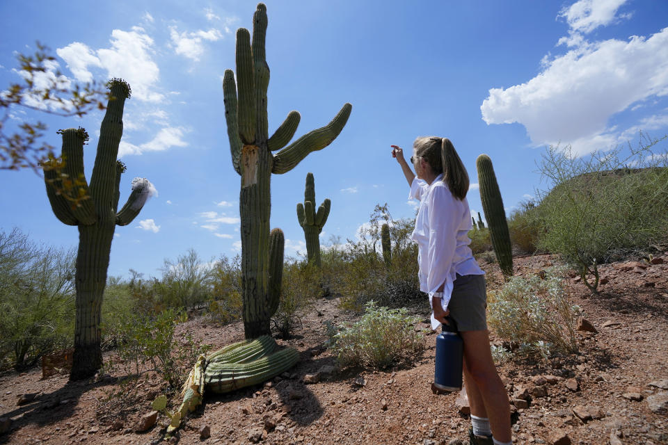 Kristen Kindl, coordinadora de colecciones vivas en el Jardín Botánico del Desierto, en Phoenix, revisa un saguaro afectado por las altas temperaturas, el miércoles 2 de agosto de 2023. (AP Foto/Ross D. Franklin)