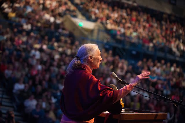 <p>Rajah Bose/Gonzaga University</p> Dr. Jane Goodall speaking at Gonzaga University