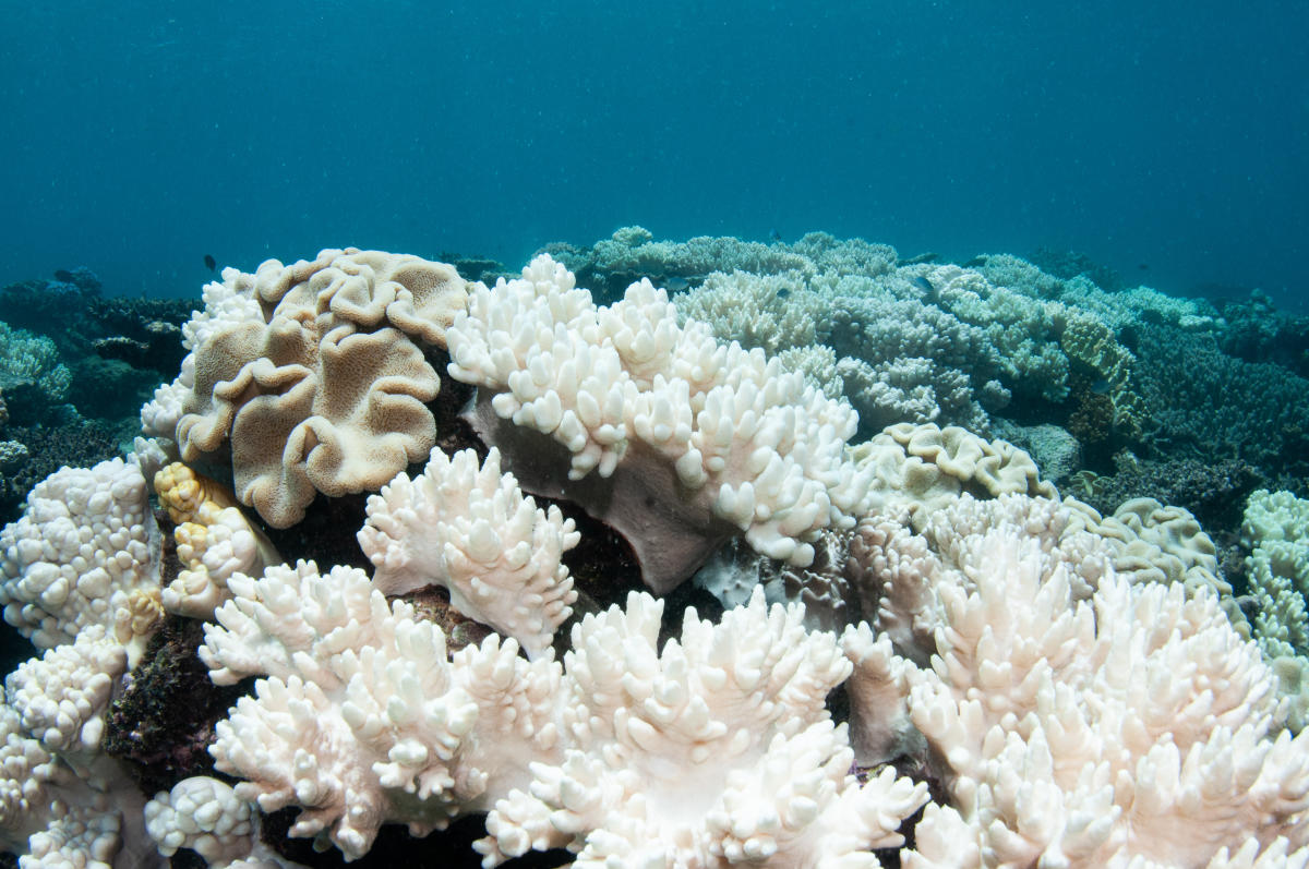 bleached coral reef before and after