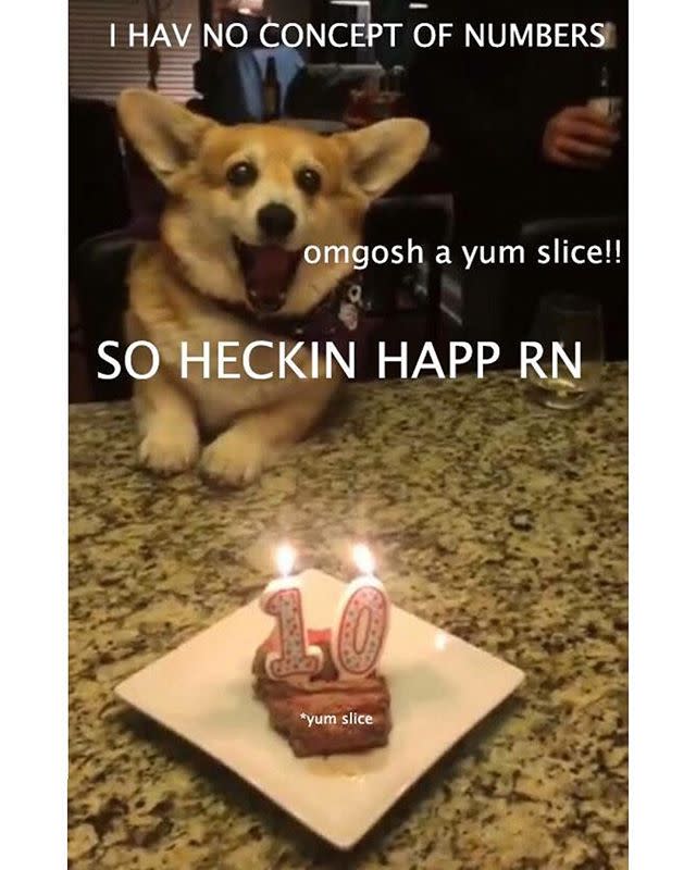 funny birthday dog meme