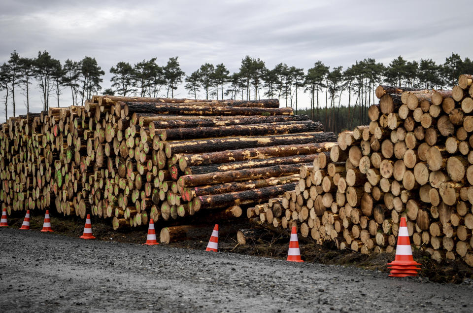 Cleared trees lie stacked on the entrance to the site for the planned Tesla factory near Gruenheide, Germany, Sunday, Feb. 16, 2020. The Higher Administrative Court for Berlin-Brandenburg ordered Tesla to stop clearing trees on the wooded site near Berlin until it considers an environmental group's appeal. In a statement Sunday, the court said it had to issue the injunction because otherwise Tesla might have completed the work over the next three days. (Britta Pedersen/dpa via AP)