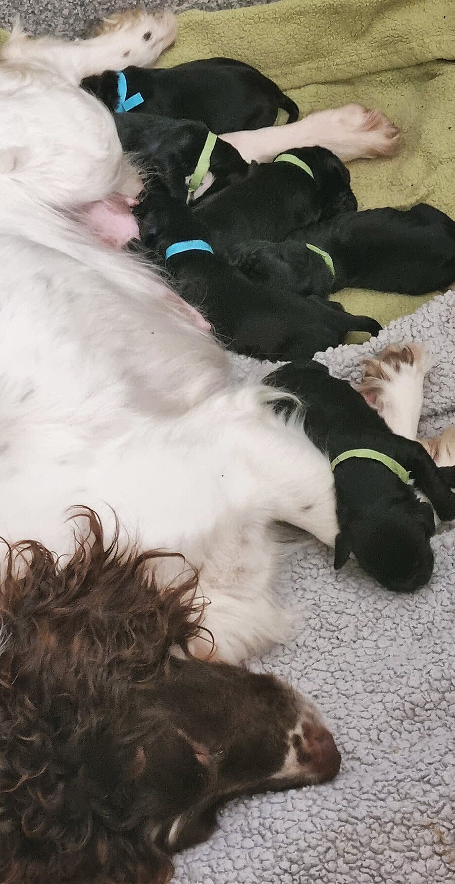 6 newborn puppies that were saved