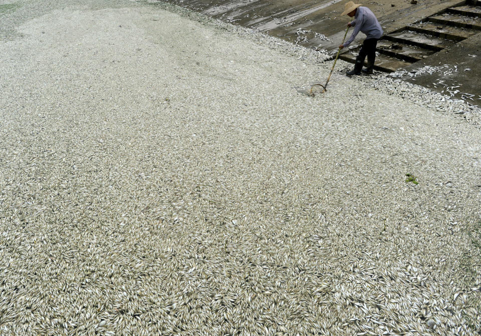 In this photo taken Tuesday, Sept. 3, 2013, a man removes dead fish found near the outlet of the Ta'ertou pumping station along Fuhe river's Dongxihu section in Wuhan in central China's Hubei province. (AP Photo)