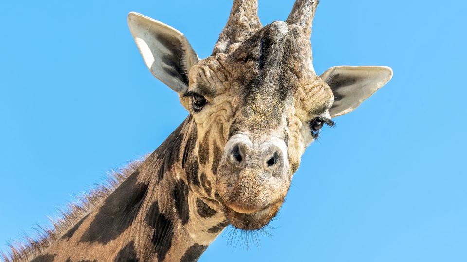 Der Giraffenbulle Kimbar blickt in die Kamera. Am 22. Juni wäre er stolze 28 Jahre alt geworden.