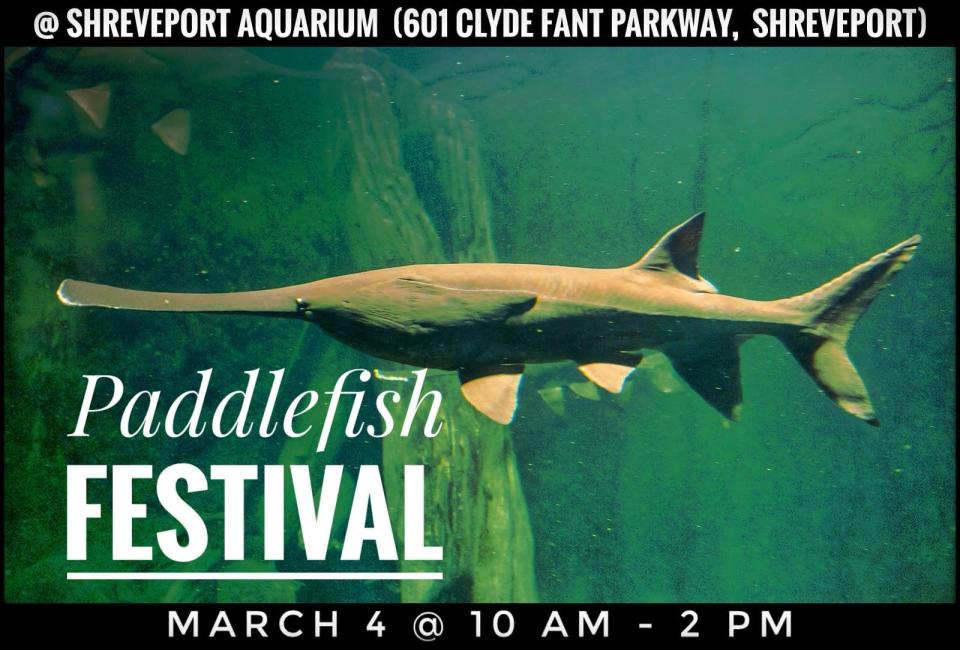 The prehistoric paddlefish is king at the 4th Annual Paddlefish Festival at the Shreveport Aquarium this weekend.