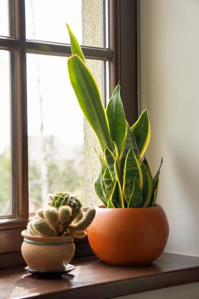 Faux Snake Plant - World Market