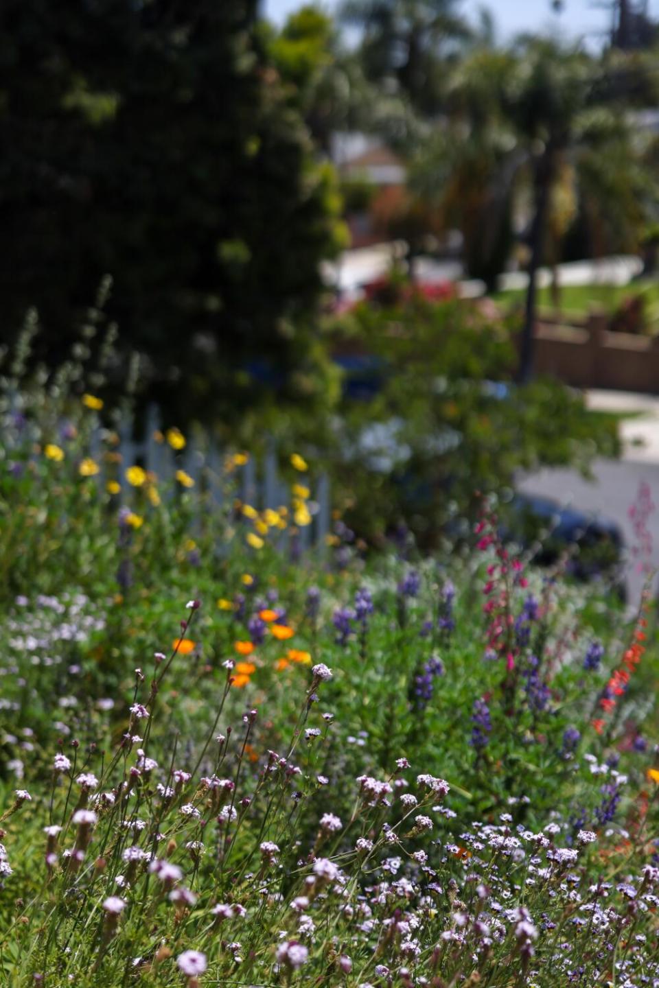 Colorful wildflowers on a hillside