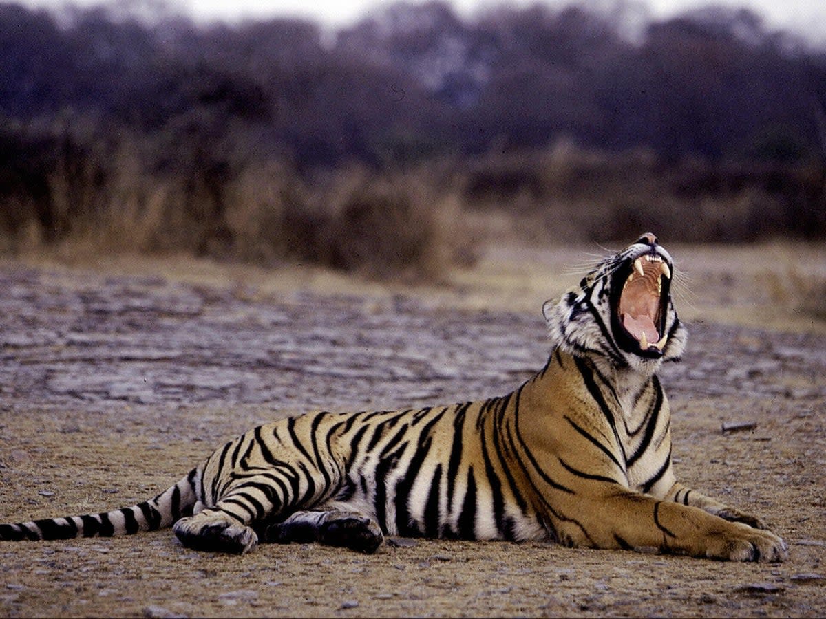 A tiger yawns at Ranthambore National Park in January 2004 (AFP via Getty Images)