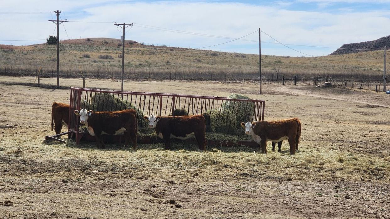 Cattle are seen around piles of hay Tuesday, March 5. Much of the Texas Panhandle terrain has burned, leaving hay in short supply, Texas Gov. Greg Abbott said in a news conference in Canadian on Tuesday.