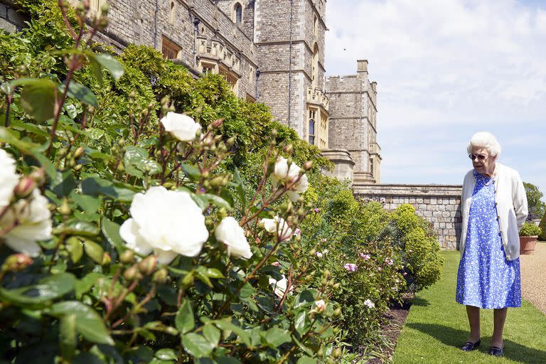 La reina Isabel II de Gran Breta&#xf1;a inspecciona un rosal despu&#xe9;s de recibir una Rosa Duque de Edimburgo en el Castillo de Windsor en Inglaterra, el mi&#xe9;rcoles 9 de junio de 2021. La nueva variedad de rosa fue nombrada en honor al fallecido pr&#xed;ncipe Felipe, duque de Edimburgo. Las ganancias de la venta de la rosa se destinar&#xe1;n al Fondo Award Living Legacy del duque de Edimburgo para apoyar a j&#xf3;venes que participan en el programa Premio Duque de Edimburgo