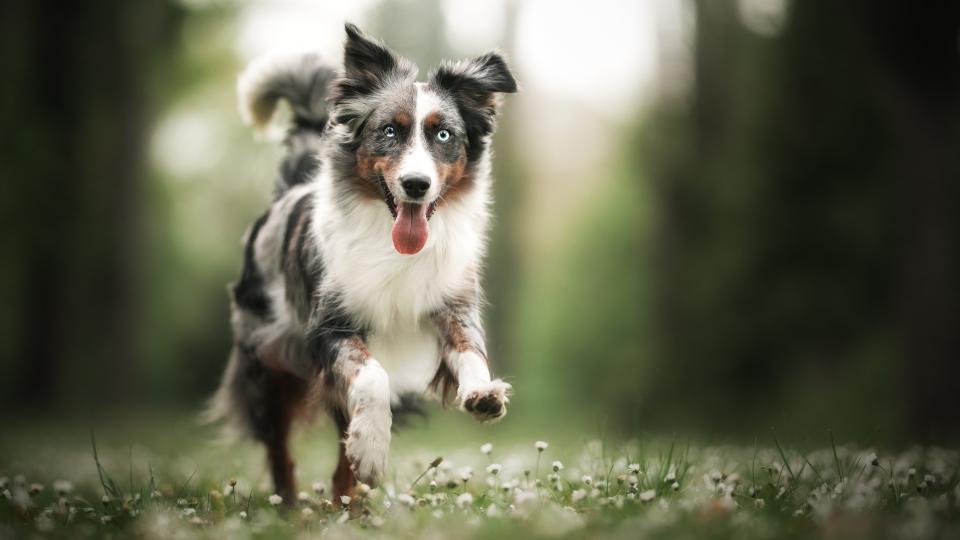 Australian Shepherd dog running