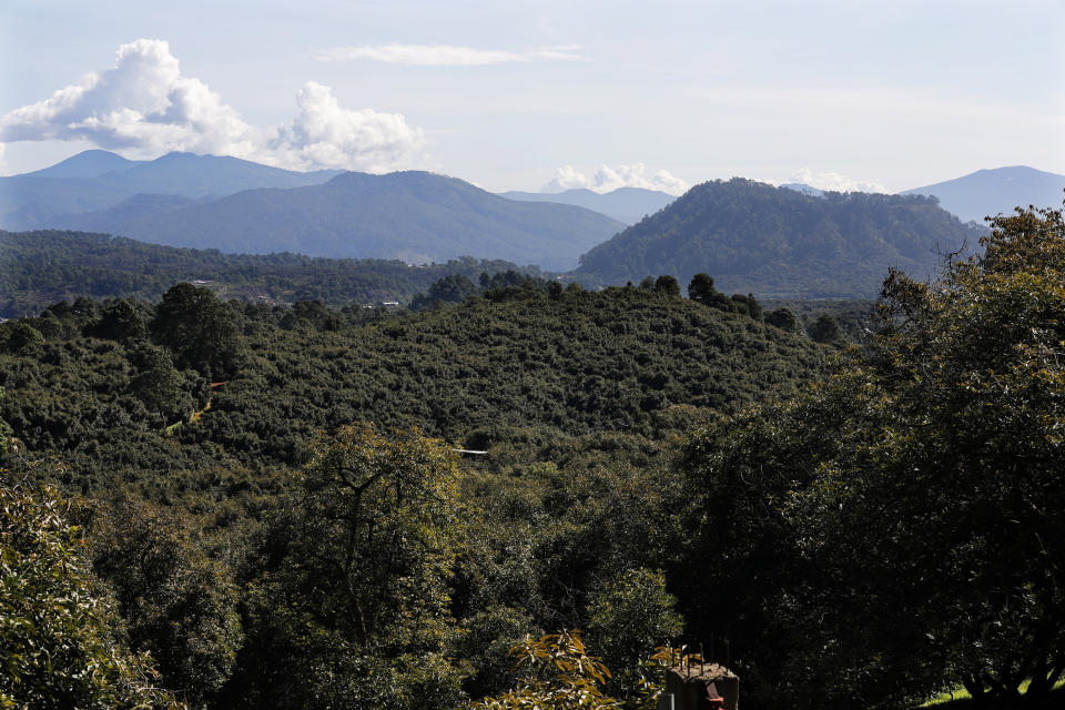 This Oct. 2, 2019 photo shows avocado orchards stretch far into the mountains near Ziracuaretiro, Michoacan state, Mexico. The country supplies about 43% of world avocado exports, almost all from Michoacan. (AP Photo/Marco Ugarte)