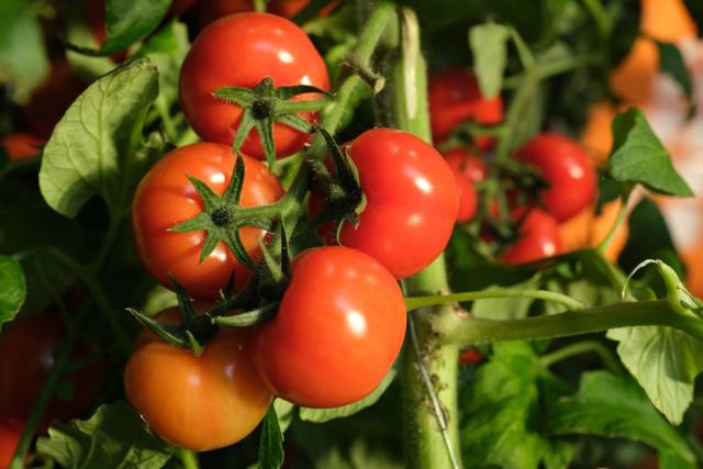 Tomato Plant Growth Timeline: the 7 Stages (With Pictures)