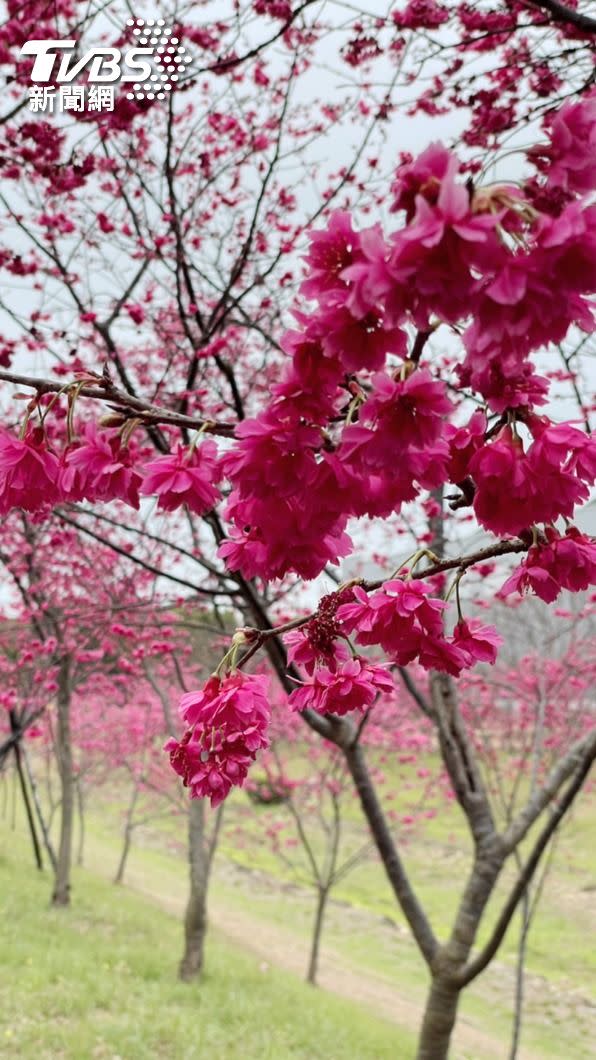 賞櫻不想長途奔拋勞累，中科崴立公園櫻花開得正燦爛。