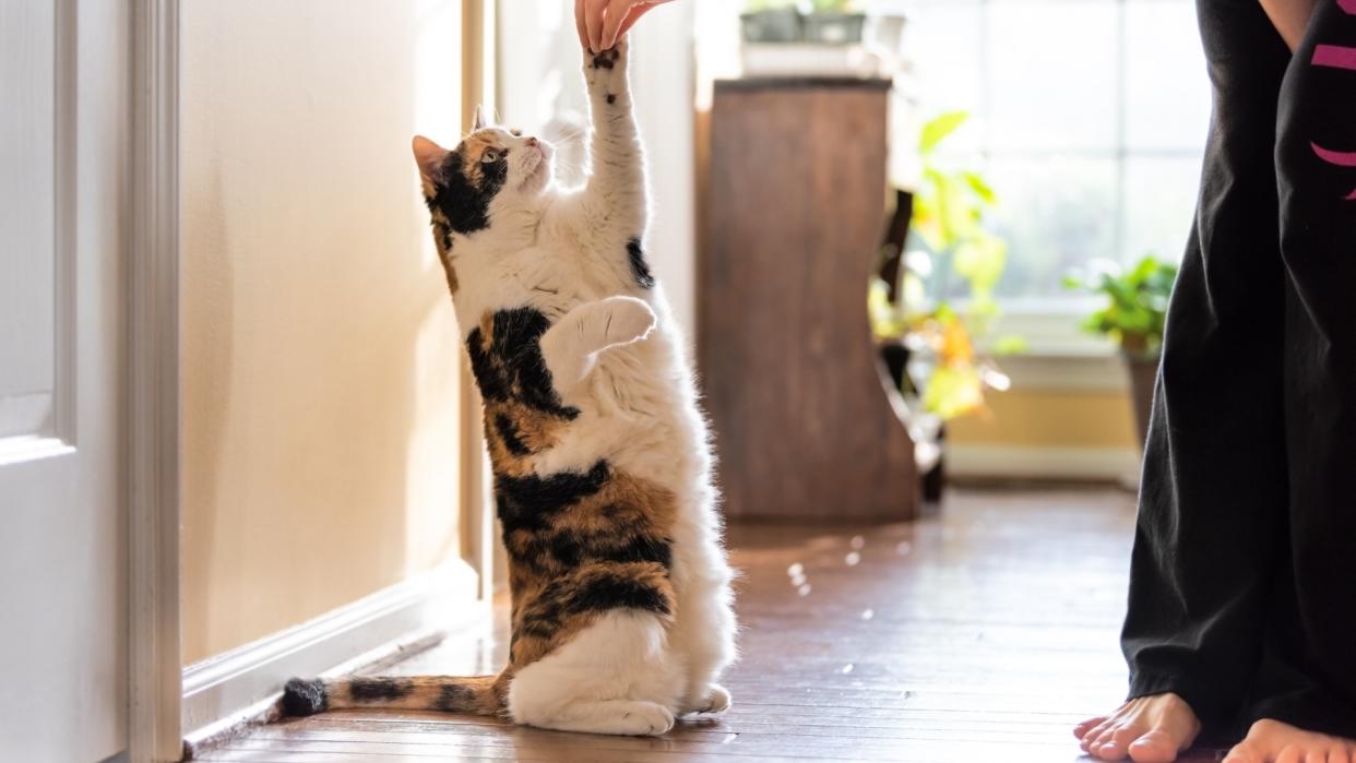  Cat standing up on hind legs taking treat. 