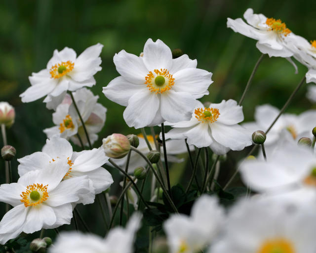 Favorite White Flowers